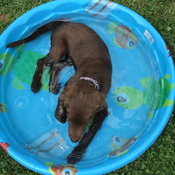 Meet your Posher, Chris - Picture 1 of 1